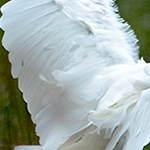 Grande aigrette IMG 2639